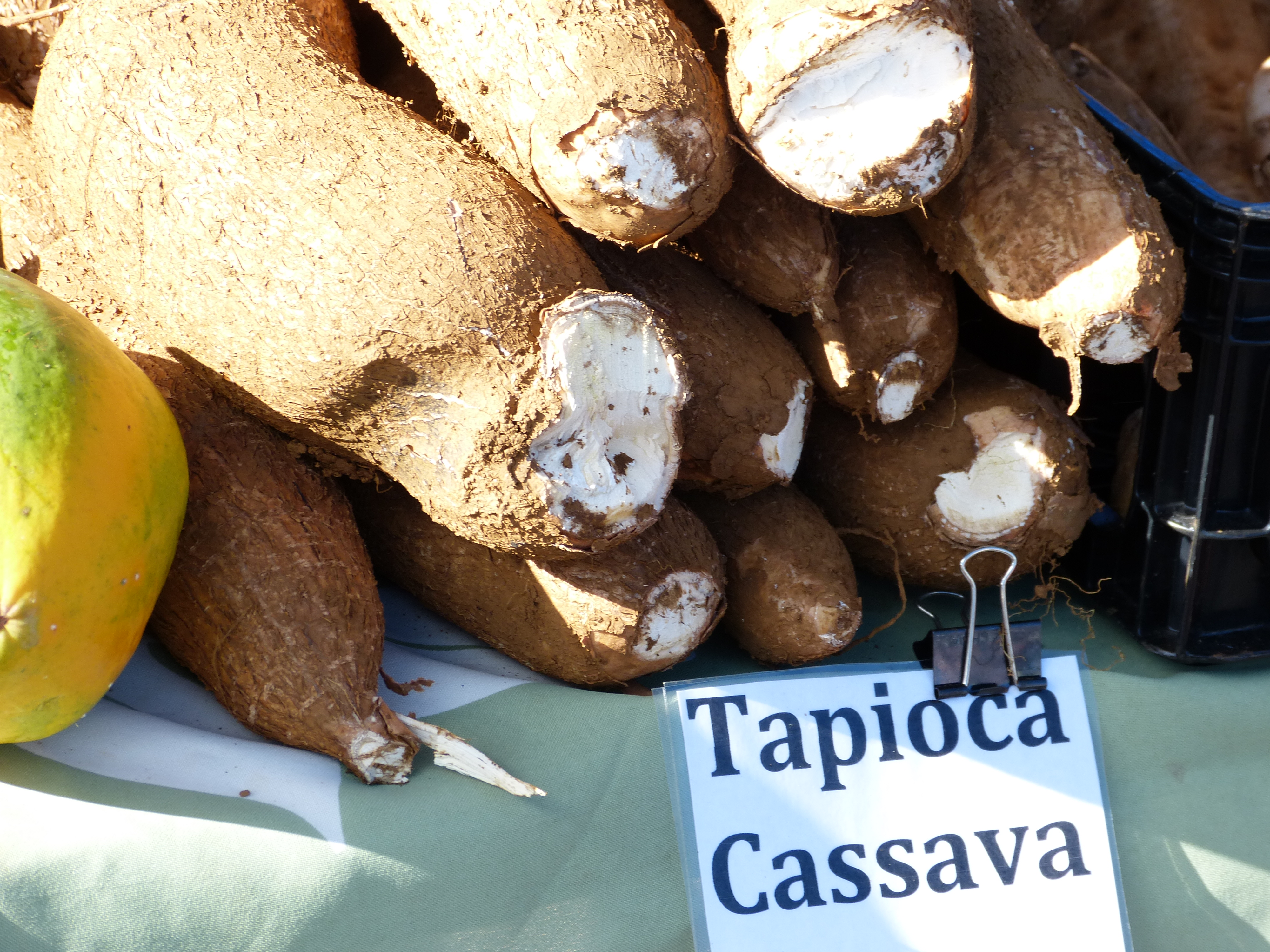 Ironia cassava: o leguma benefica, dar… toxica