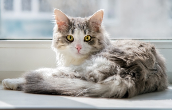 Boala ghearelor de pisica: cum se transmite si care sunt riscurile