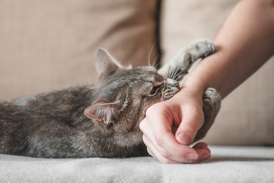 Muscatura de pisica – sfaturi pentru primul ajutor