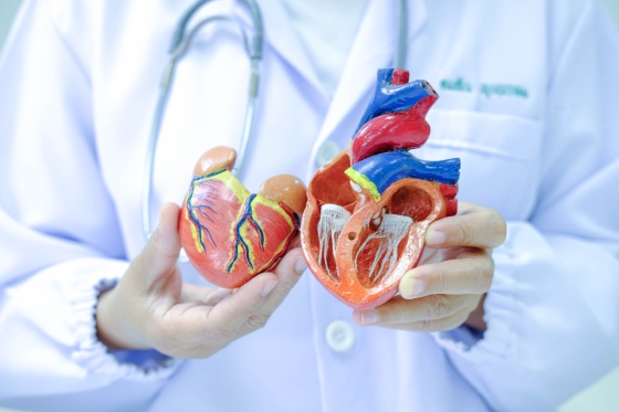Vena cava superioara: roluri si functii, afectiuni asociate