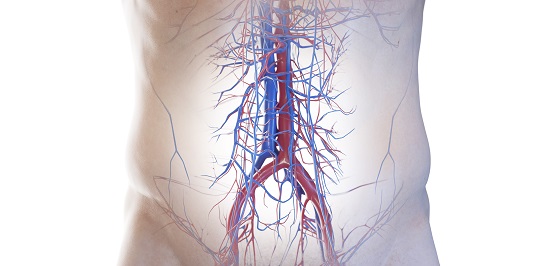 Vena sau artera iliaca: Anatomie si rol in circulatia sangelui 