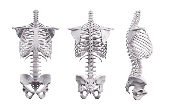 Sistemul osos: anatomie, functii si afectiuni specifice