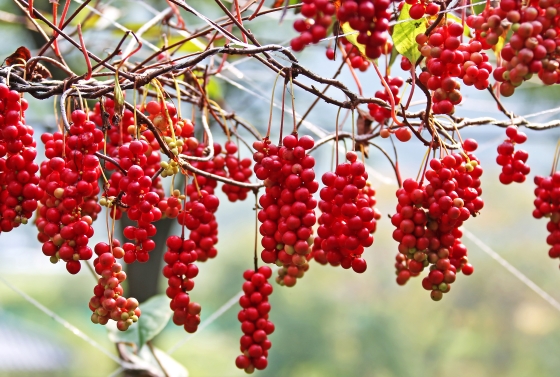 Schisandra chinensis si beneficiile ei pentru frumusete si sanatate