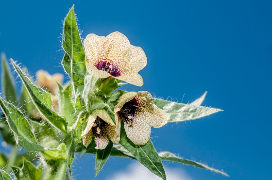 Maselarita, o planta medicinala cu numeroase proprietati terapeutice