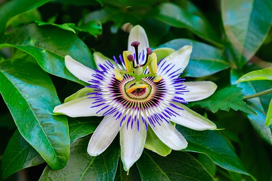 Floarea-pasiunii (Passiflora) - proprietati si beneficii dovedite