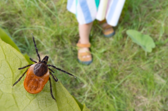 Boala Lyme la copii – care sunt simptomele si alternativele de tratament