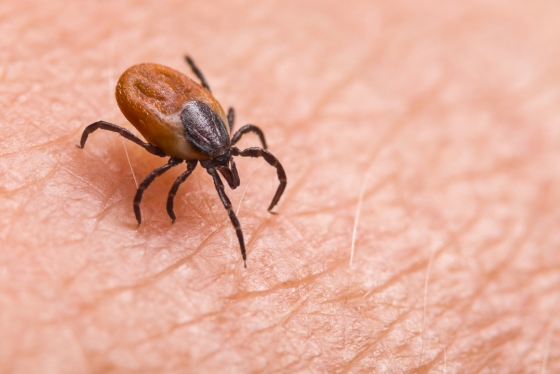 Boala Lyme - Cum ne protejam de capuse in sezonul cald?