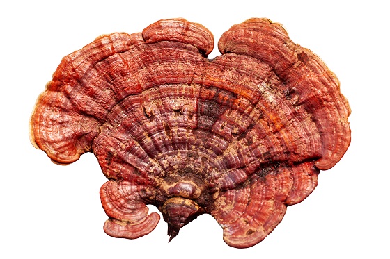 Ce este Reishi (Ganoderma) si ce proprietati are?