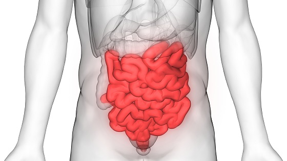 Intestinul subtire - rol, functii in organism si afectiuni