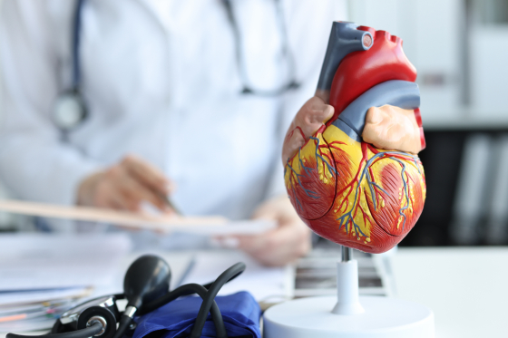 Anatomia inimii si functionarea acesteia – privire de ansamblu