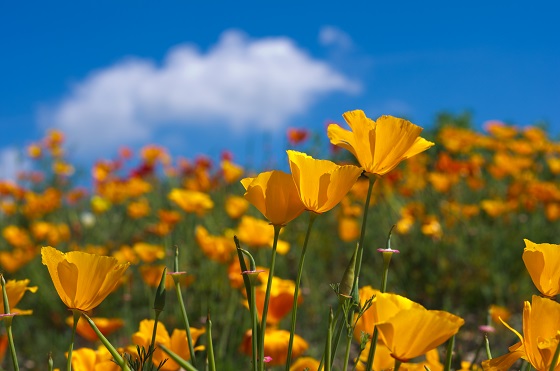 Mac-californian (Eschscholzia californica) - proprietati terapeutice