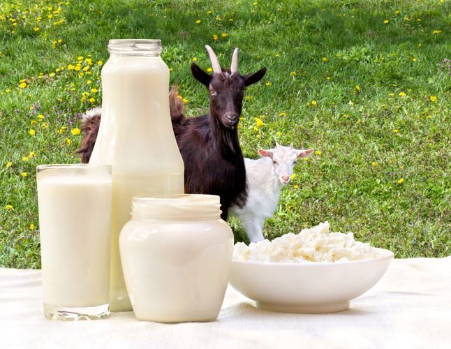 Beneficiile consumului de lapte de capra