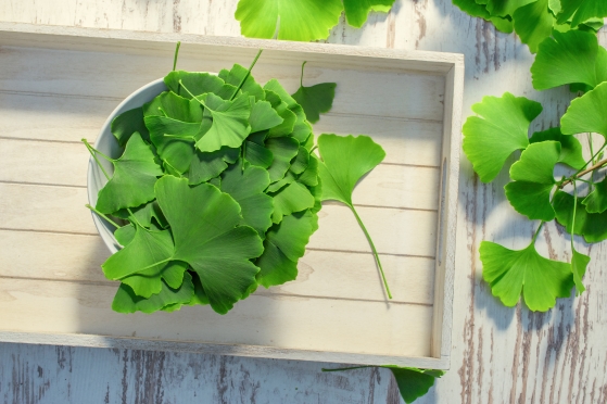 Ce beneficii si proprietati are ginkgo biloba?