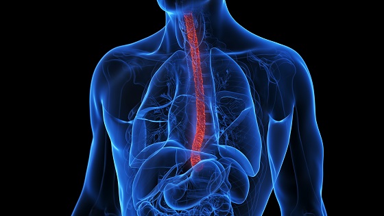 Esofag: rol, functii, patologii 