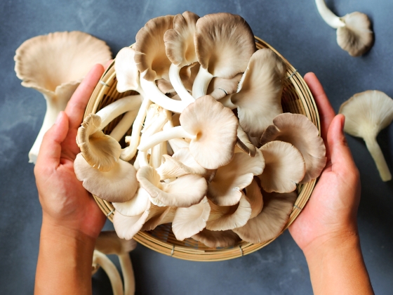 Ciuperci pleurotus: ce sunt si ce beneficii au