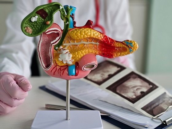 Ce este lipaza serica? Rolul acestei analize in diagnosticarea problemelor la pancreas