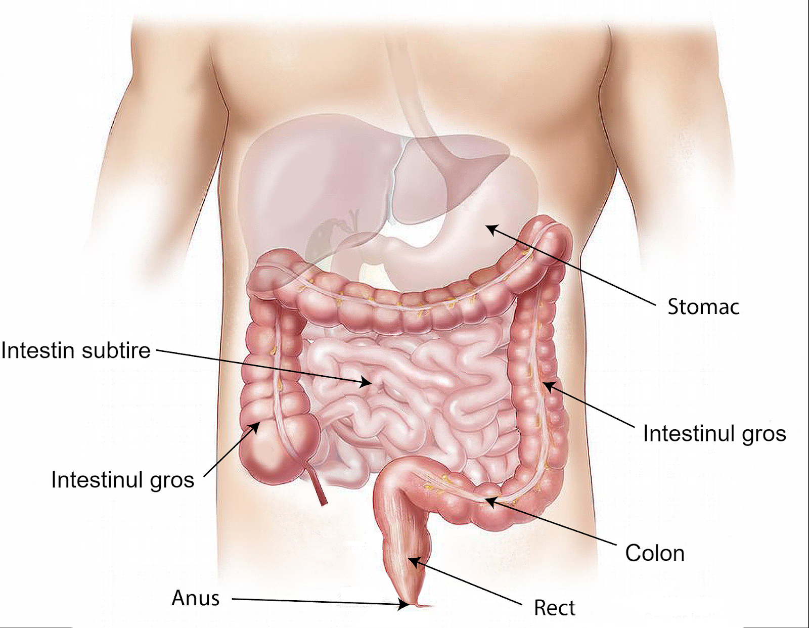 Boli metabolice - ce sunt, exemple, cauzele aparitiei si tratamente recomandate 