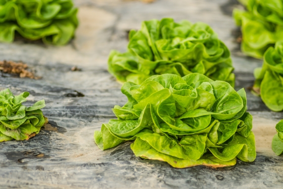 Salata verde, de primavara – nutrienti si beneficii pentru sanatate