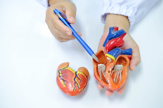 Valve cardiace: functionare, afectiuni si tratament