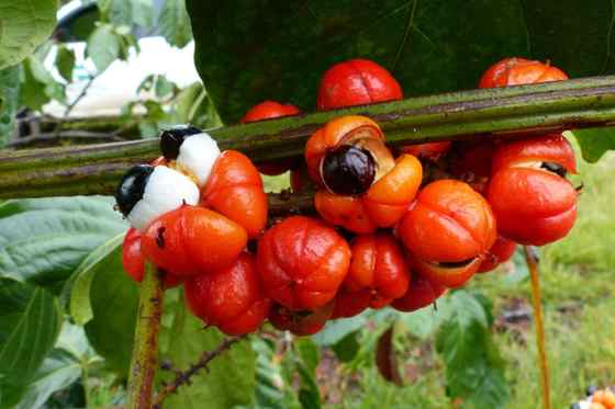 Informatii despre guarana: beneficii pentru sanatate si frumusete