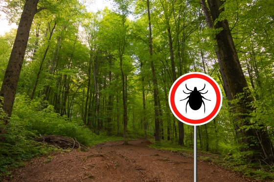 Ce boli pot fi transmise prin intepaturile si muscaturile de insecte