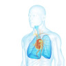 Vena cava superioara: roluri si functii, afectiuni asociate