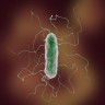 Informatii despre infectia cu Proteus mirabilis