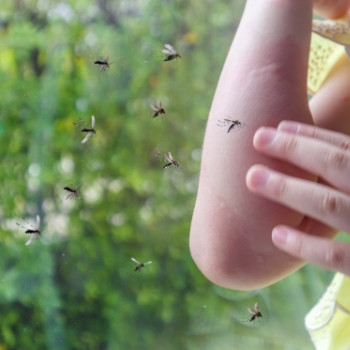 Virusul Zika: cum se transmite si cum sa va protejati vara