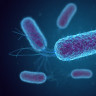 Infectia cu Escherichia coli (E.coli)