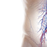Vena sau artera iliaca: Anatomie si rol in circulatia sangelui 