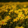 Crema de arnica – utilizari si beneficii