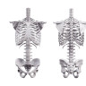 Sistemul osos: anatomie, functii si afectiuni specifice
