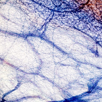 Tesut conjunctiv: anatomie, rol, functii si afectiuni asociate