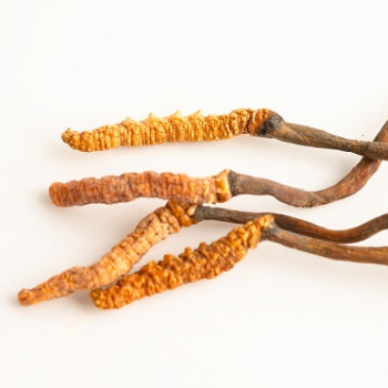 Cordyceps: beneficii, proprietati si utilizari