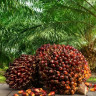 Ce trebuie sa stiti despre uleiul de palmier