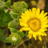 Grindelia robusta – proprietati terapeutice