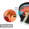 Glanda pineala: ce este si ce rol epifiza