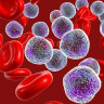 Informatii despre neutrofile – cauze neutrofile marite si scazute