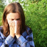 Alergia la ambrozie - simptomatologie, diagnostic si tratament