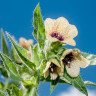Maselarita, o planta medicinala cu numeroase proprietati terapeutice