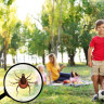 Boala Lyme: stadii, cauze, simptome, tratament