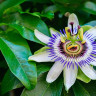 Floarea-pasiunii (Passiflora) - proprietati si beneficii dovedite
