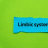 Sistemul limbic: anatomie, rol si functii