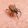 Boala Lyme – Cum ne protejam de capuse in sezonul cald?