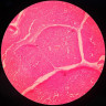 Substanta reticulata: anatomie, functii si rol