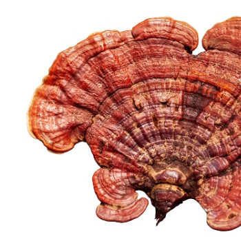 Ce este Reishi (Ganoderma) si ce proprietati are?