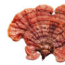 Ce este Reishi (Ganoderma) si ce proprietati are?