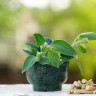 Ce este ashwagandha? Recomandari privind suplimentele pe baza de ashwagandha