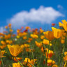 Mac-californian (Eschscholzia californica) - proprietati terapeutice