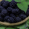 Mure: beneficii nutritionale si proprietati sanatoase